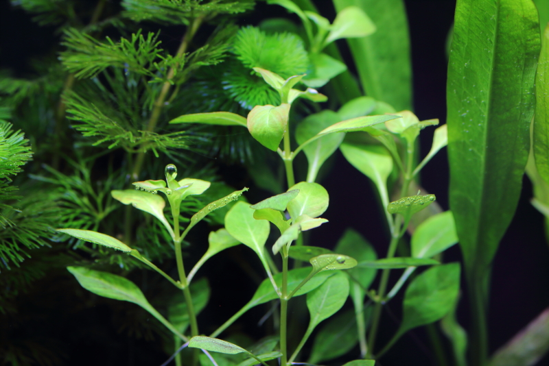 植栽から5日目